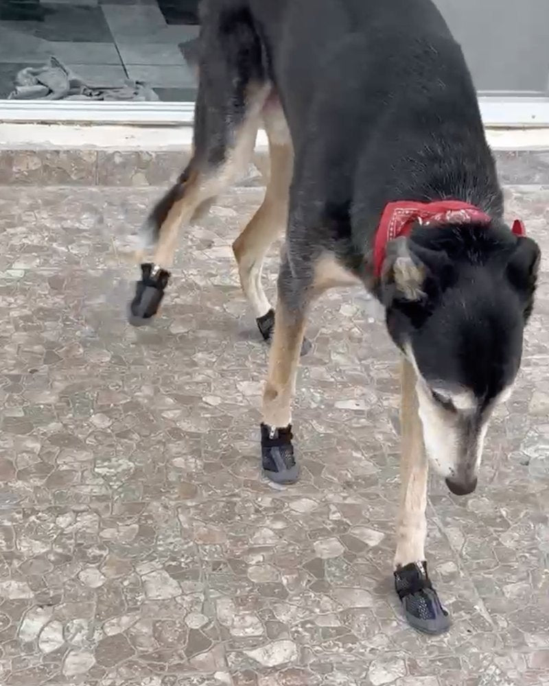 Perro con Botitas Transpirables en la calle