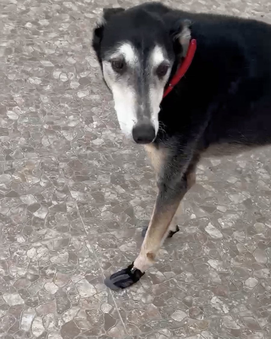 Botita Transpirable puesta en la patita de un perro