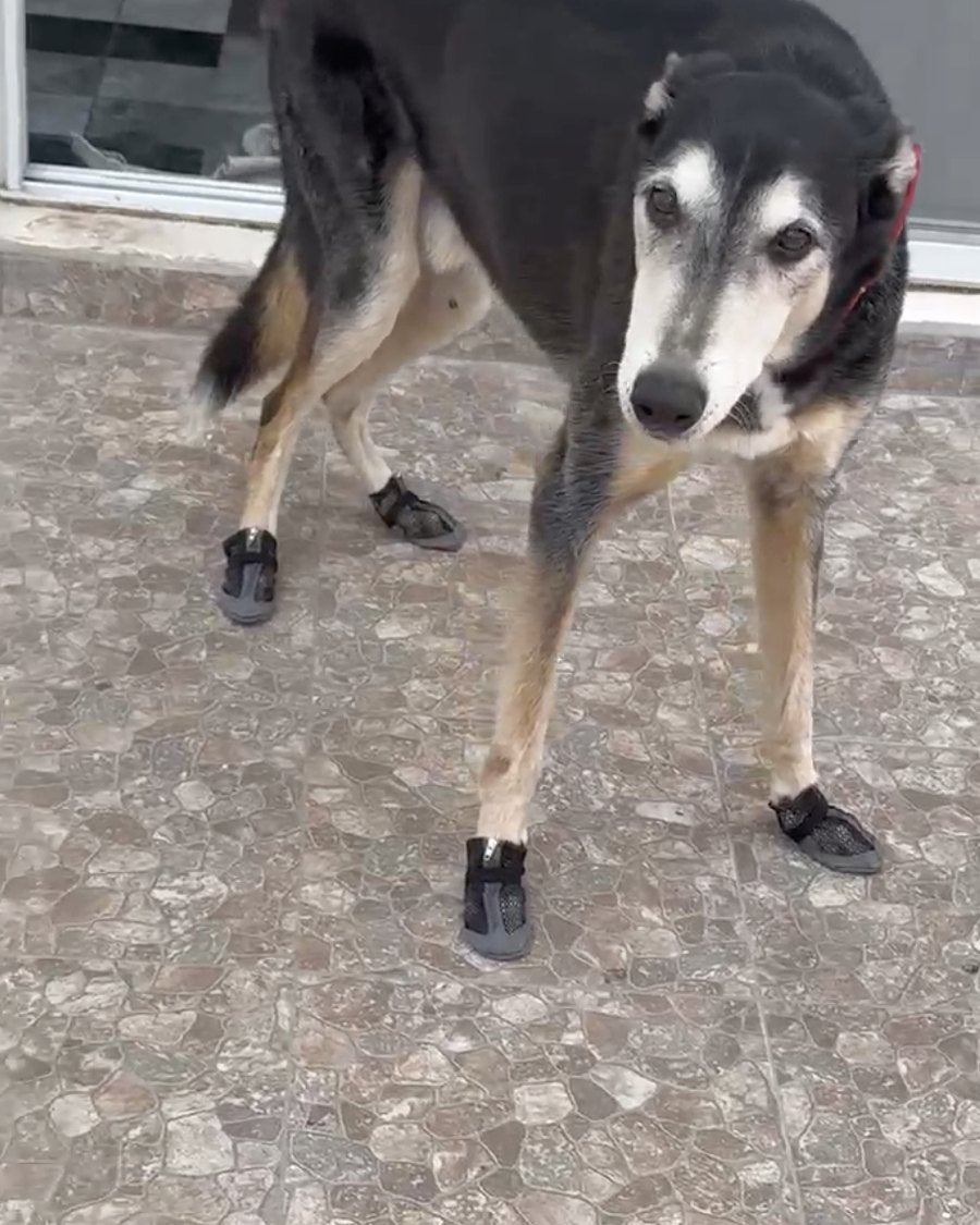 Perro mayor con sus Botitas Transpirables en la vereda
